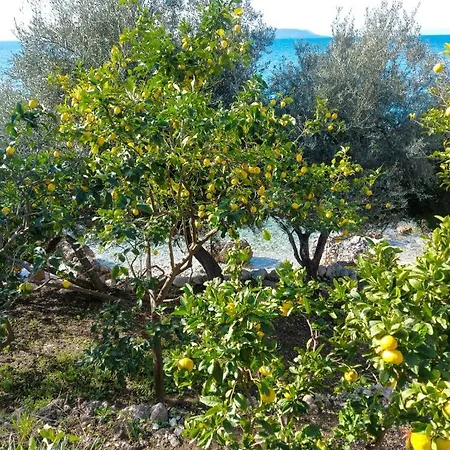 Lemon Tree Apartman Podaca